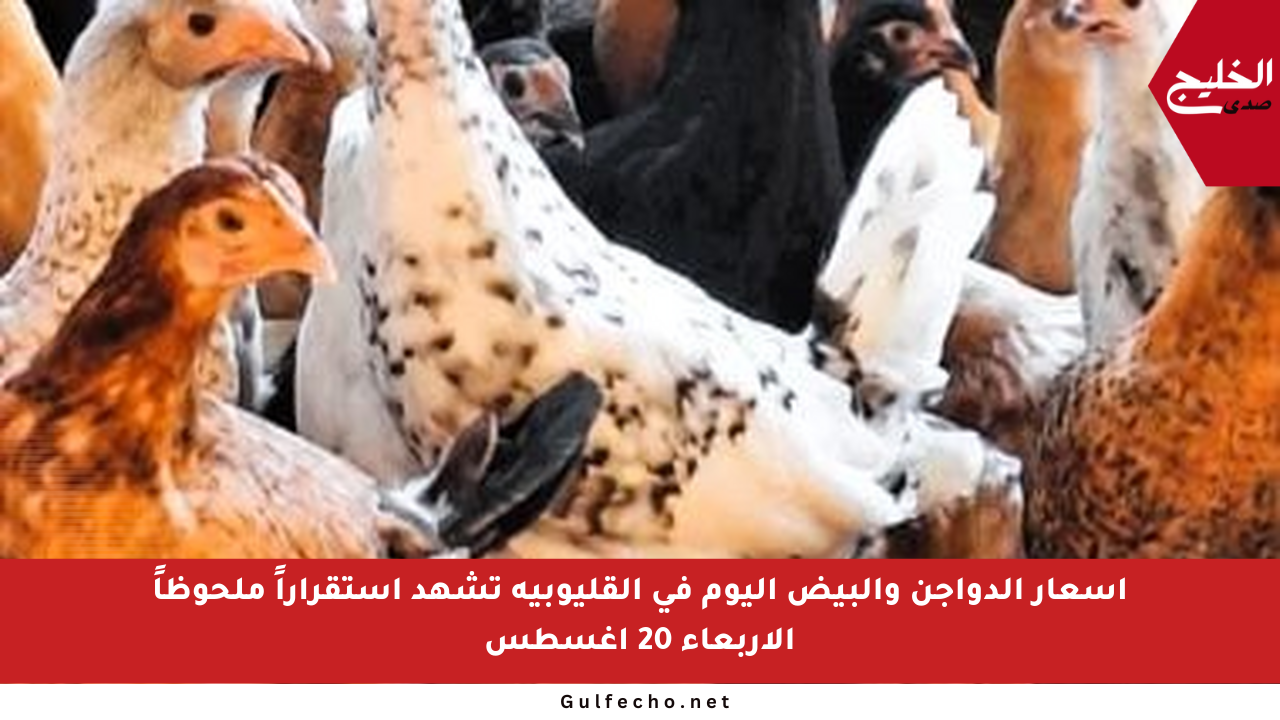 أسعار الدواجن والبيض اليوم في القليوبية تشهد استقراراً ملحوظاً الأربعاء 20 أغسطس